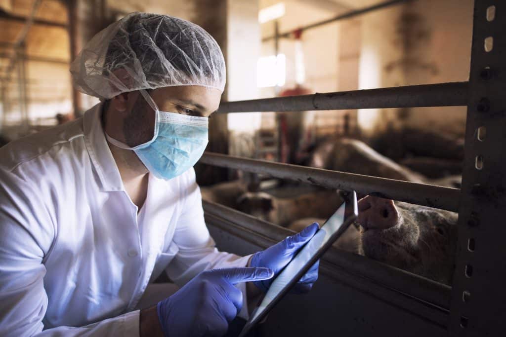 Veterinário em uma fazenda