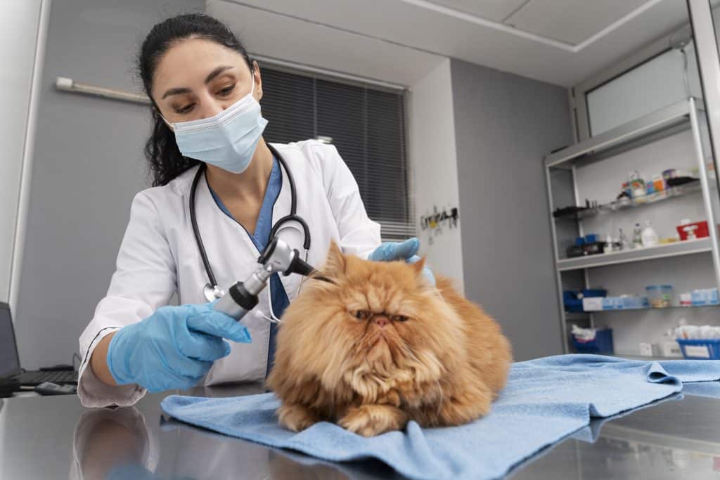 Veterinária cuidando de gato - Green Card para Veterinários